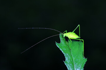 Katydids on wild plants, North China