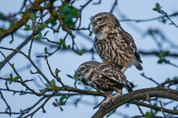 Steinkauz (Athene noctua) Paarung