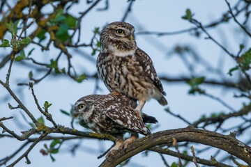 Steinkauz (Athene noctua) Paarung