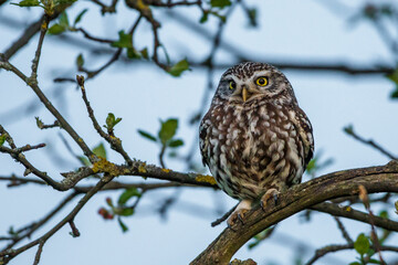 Steinkauz (Athene noctua)