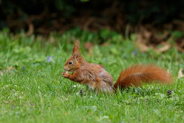 Eichhörnchen (Sciurus vulgaris) © Rolf Müller