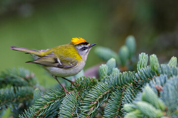 Sommergoldhähnchen (Regulus ignicapillus)