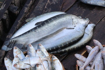 fresh fish on the market