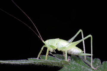 Katydids on wild plants, North China