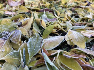yellow, green and brown leaves covered in frost 