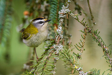 Sommergoldhähnchen (Regulus ignicapillus)