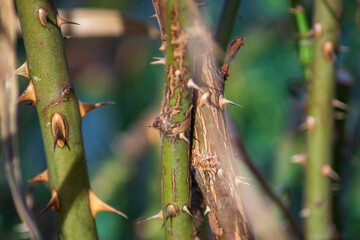 thorns on a tree