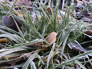 white frost seen on autumn leaves and green grass