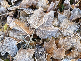 brown maple leaves dried and frozen in the frost