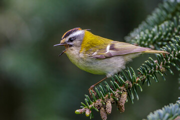 Sommergoldhähnchen (Regulus ignicapillus)