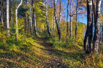 Beautiful landscape in autumn birch grove. Autumn, yellow birch forest, nature autumn landscape.