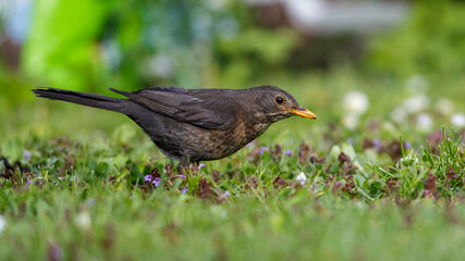 Amsel (Turdus merula) Weibchen