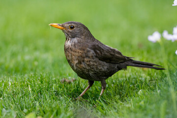 Obraz premium Amsel (Turdus merula) Weibchen