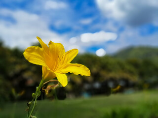 yellow flower on blue sky background