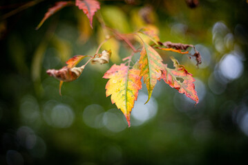 紅葉した桜の葉