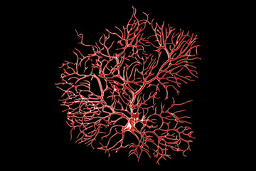 Purkinje neuron, GABAergic neuron located in the cerebellum