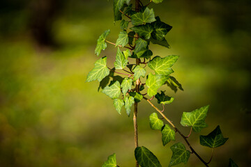 Fototapeta na wymiar 陽に照らされた緑の葉