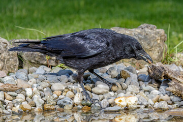 Rabenkrähe (Corvus corone)