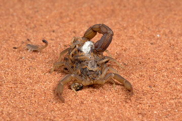  Scorpion brings babies on her back
