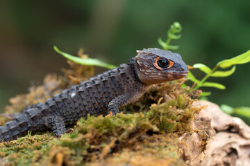Crocodile skink lizard on their environment