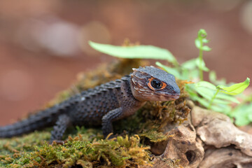 Crocodile skink lizard on their environment
