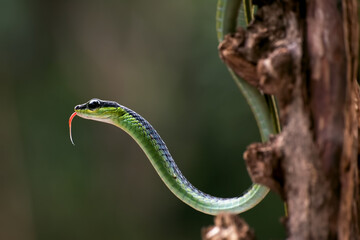 Obraz premium The beautiful bronzeback tree snake(Dendrelaphis formosus) on tree branch