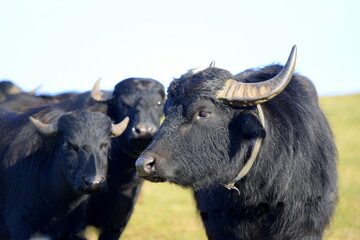 Wasserbüffel auf der winterlichen Weide