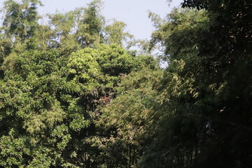 green moss on the tree