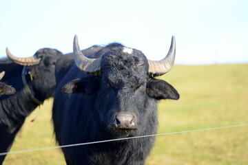 Naklejka premium Wasserbüffel auf der winterlichen Weide