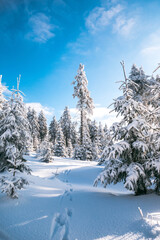 Sunny Winter Day With Frozen Trees