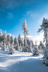 Sunny Winter Day With Frozen Trees