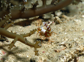 A close up view of a Squat shrimp also known as Sexy shrimp Cebu Philippines