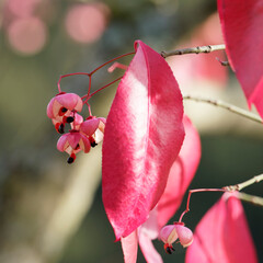 Euonymus grandiflorus or Spindle tree 'Ruby wine' with reddish lance-shaped, shallowly toothed,...