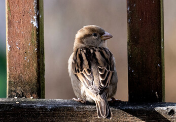 Little Sparrow between deck posts