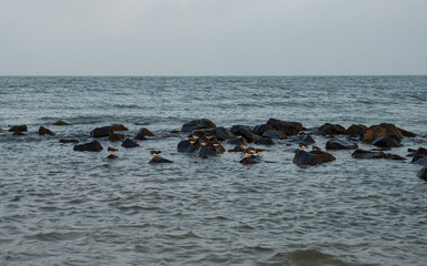 Group of turnstone birds on rocks along the shore