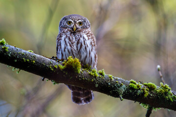 Sperlingskauz (Glaucidium passerinum)