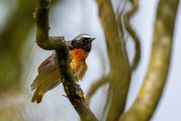 Gartenrotschwanz (Phoenicurus phoenicurus) Männchen