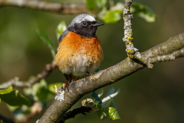 Gartenrotschwanz (Phoenicurus phoenicurus) Männchen