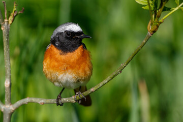 Gartenrotschwanz (Phoenicurus phoenicurus) Männchen