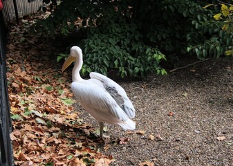 A close up of a Pelican in London