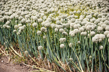 Field of allium buds or onion's flower , garlic's flower