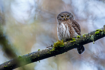 Sperlingskauz (Glaucidium passerinum)