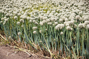 Field of allium buds or onion's flower , garlic's flower