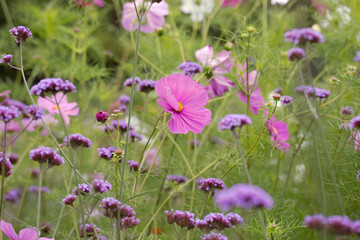 Field of purple flowers