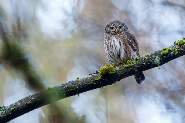Sperlingskauz (Glaucidium passerinum)