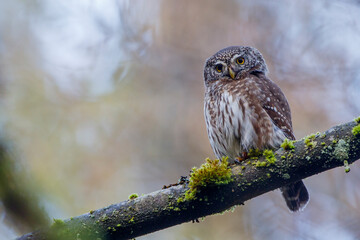 Sperlingskauz (Glaucidium passerinum)