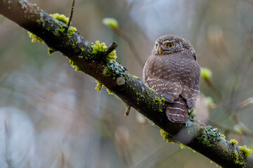 Sperlingskauz (Glaucidium passerinum)