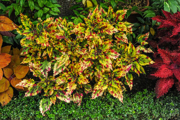 In a small English park on Insola Bella Island, traditionally, the green of the flat lawn contrasts with a variety of bright colors.     