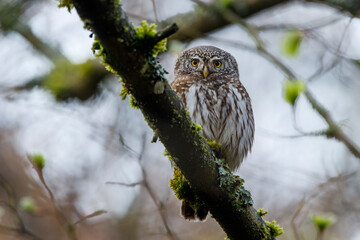 Sperlingskauz (Glaucidium passerinum)