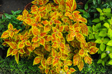 In a small English park on Insola Bella Island, traditionally, the green of the flat lawn contrasts with a variety of bright colors.     